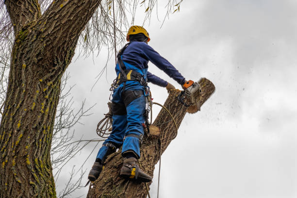 Best Hedge Trimming  in Brookside, NJ