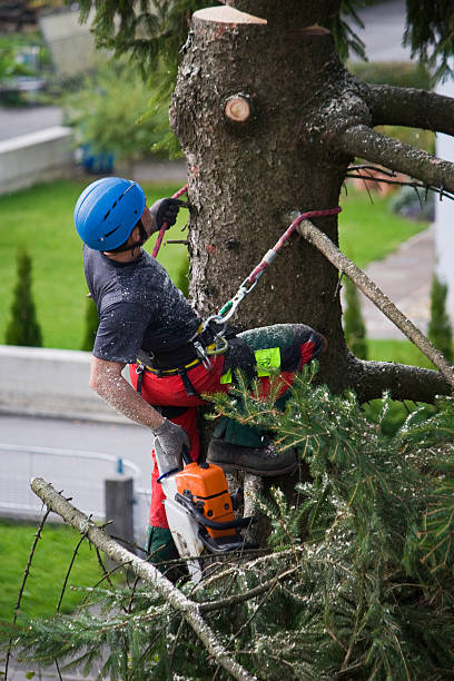 Best Lawn Watering Services  in Brookside, NJ