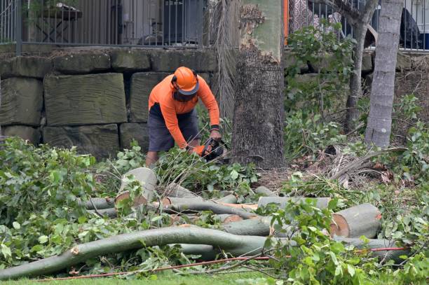 Best Tree Disease Treatment  in Brookside, NJ