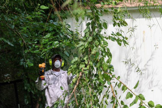 Best Tree Maintenance Programs  in Brookside, NJ